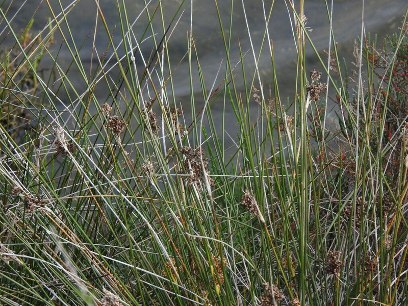 Spiny Rush photo 7