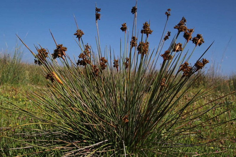 Spiny Rush photo 8