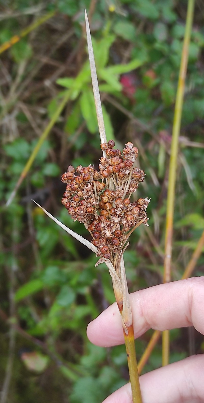 Juncus acutus subsp. acutus