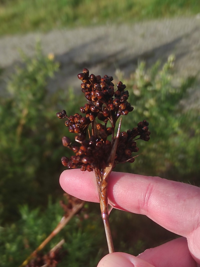 Juncus acutus subsp. acutus photo 2