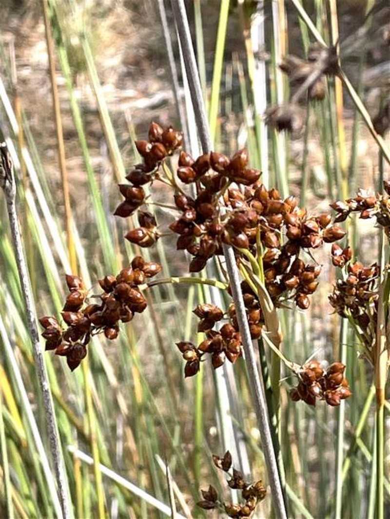 Juncus acutus subsp. acutus photo 3