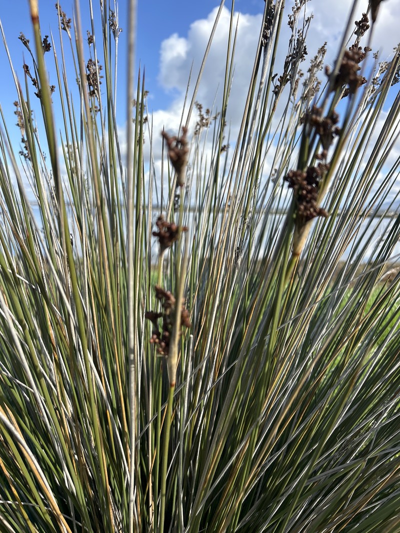 Juncus acutus subsp. leopoldii