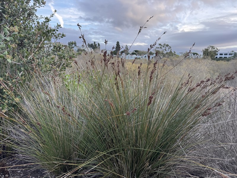 Juncus acutus subsp. leopoldii photo 2