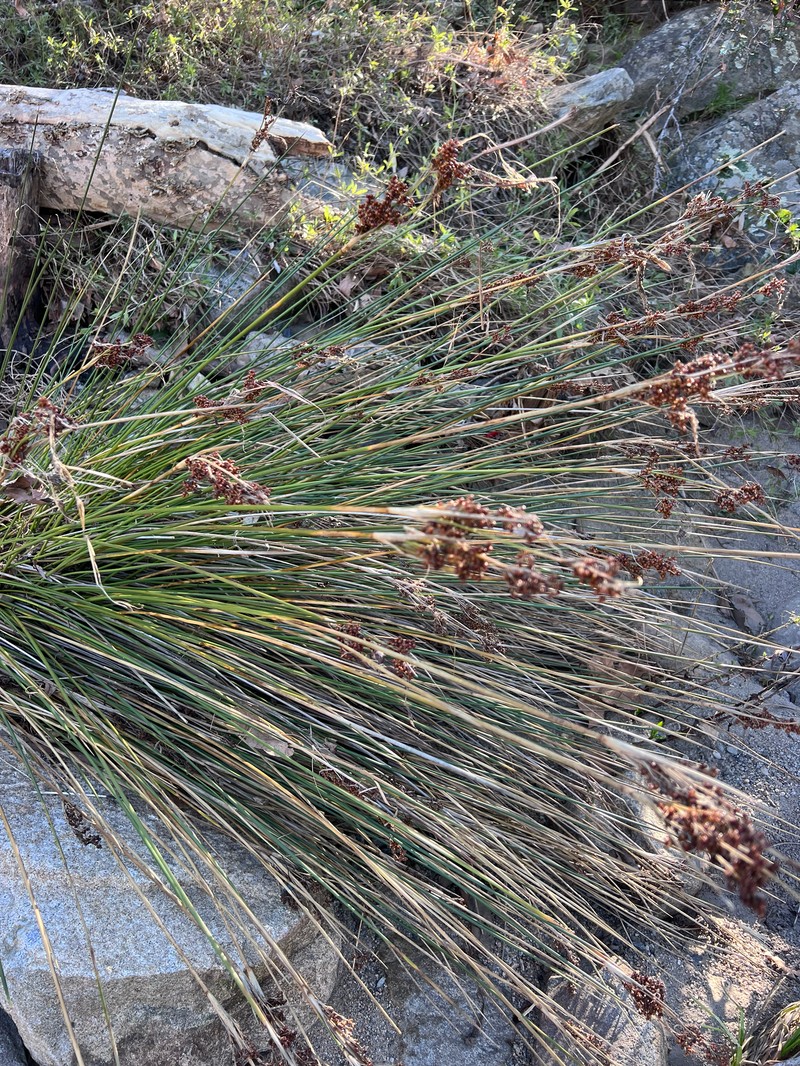 Juncus acutus subsp. leopoldii photo 3
