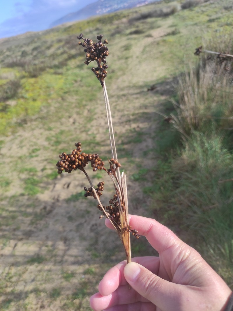 Juncus acutus subsp. leopoldii photo 4