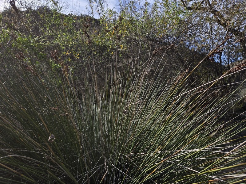Juncus acutus subsp. leopoldii photo 5