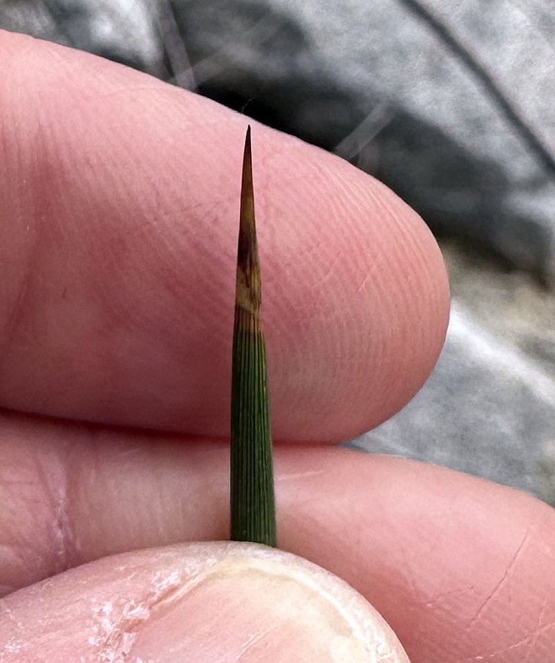 Juncus acutus subsp. leopoldii photo 6