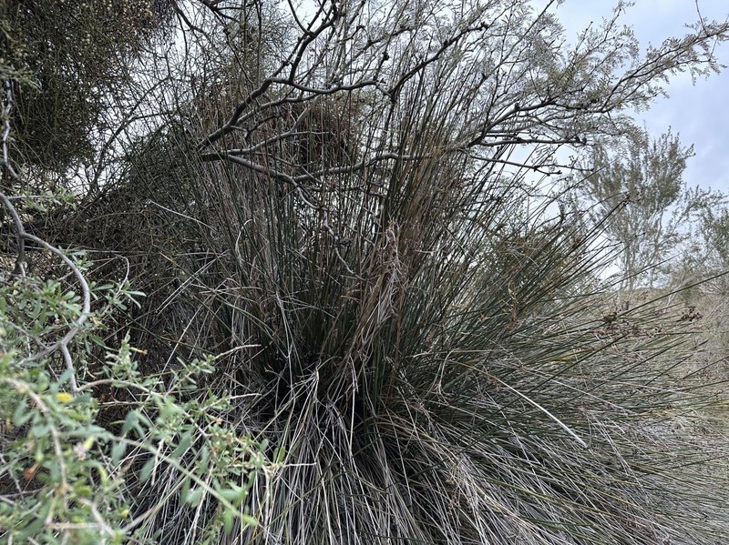 Juncus acutus subsp. leopoldii photo 7