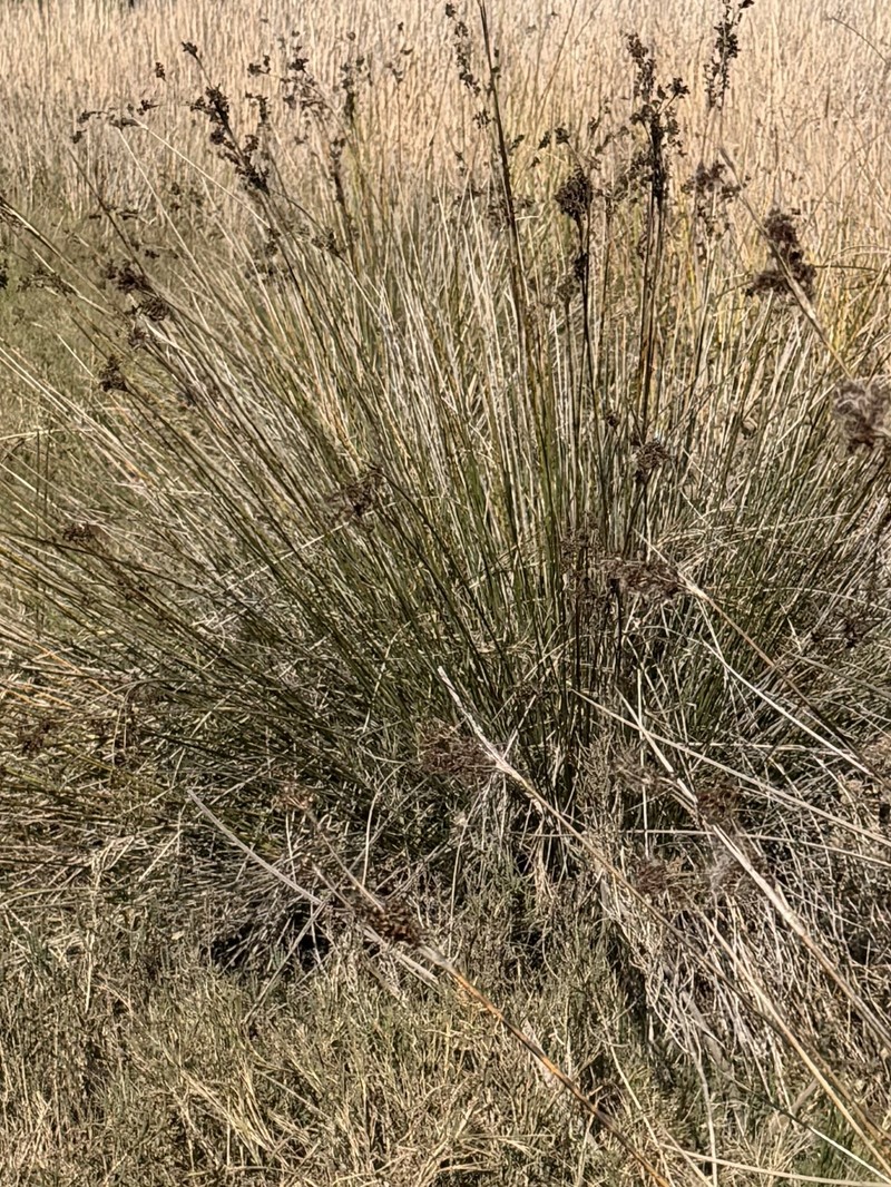 Juncus acutus subsp. leopoldii photo 8