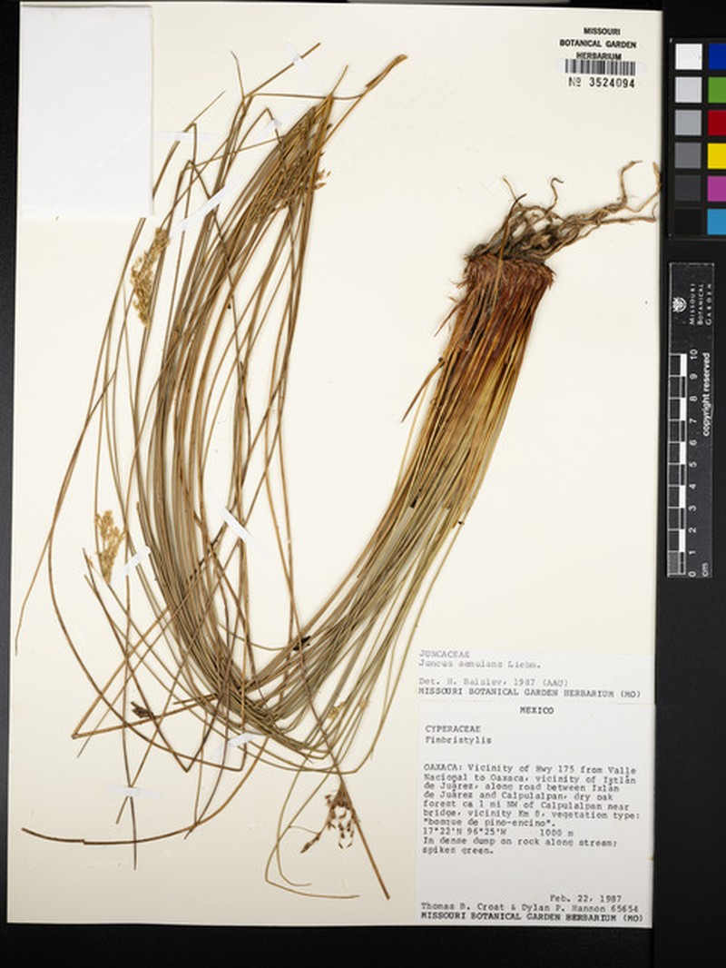 Juncus aemulans