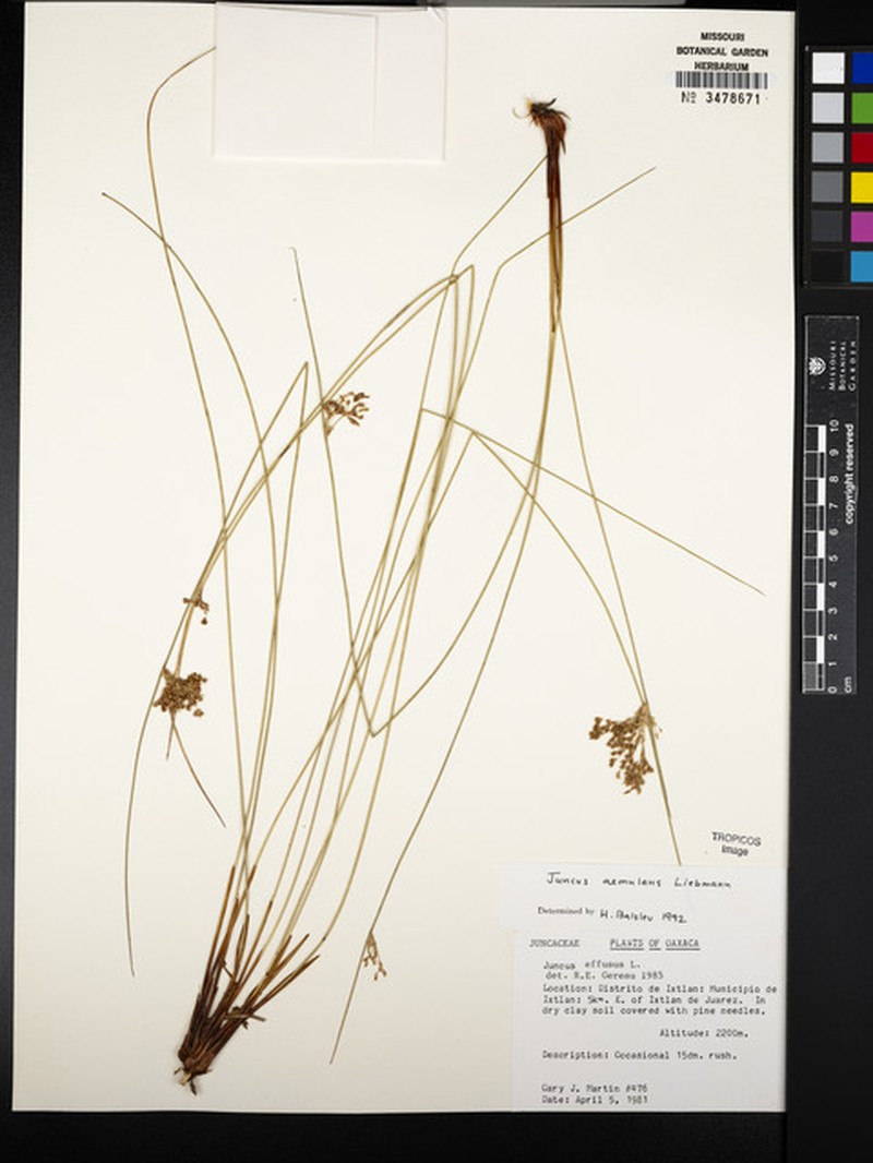 Juncus aemulans photo 2