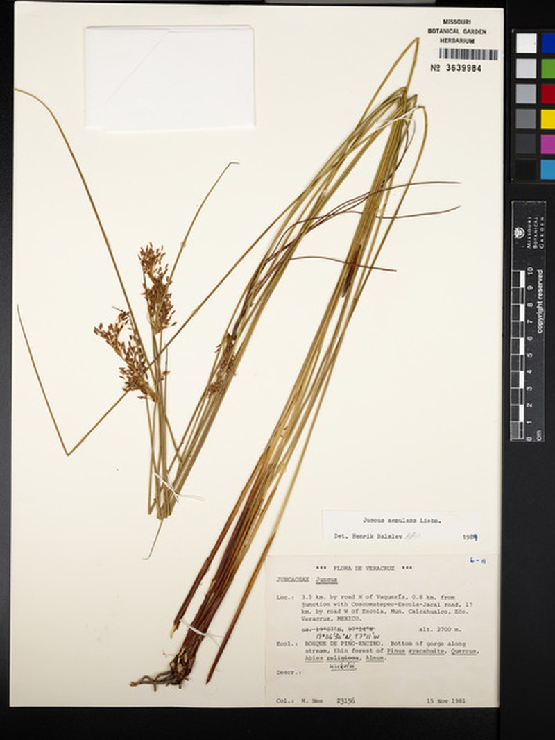 Juncus aemulans photo 3