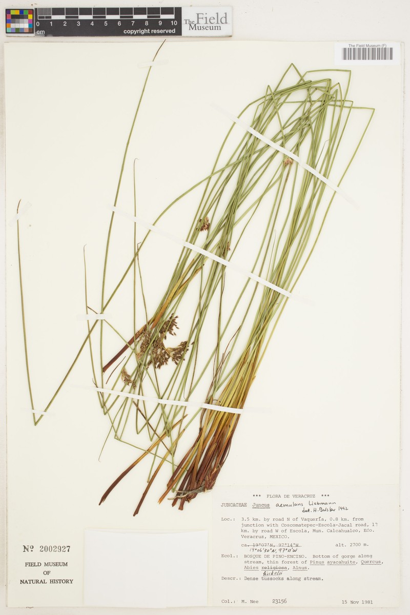 Juncus aemulans photo 4