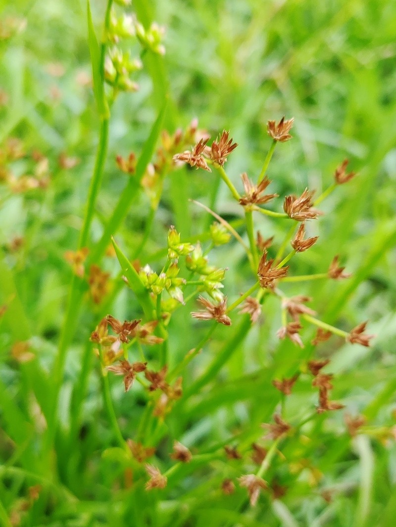 Juncus alatus photo 2