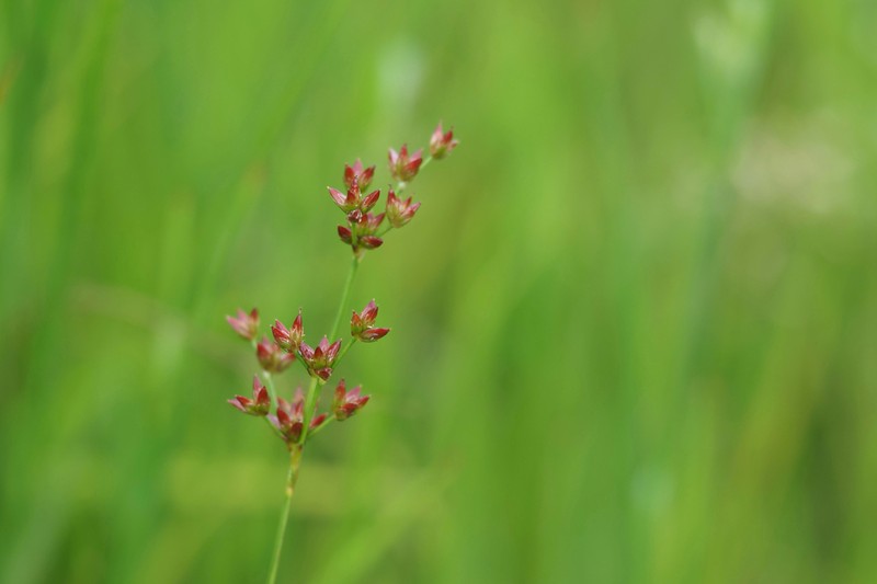 Juncus alatus photo 3