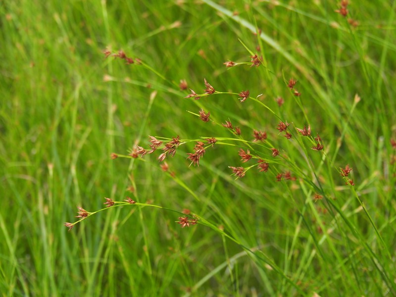 Juncus alatus photo 4