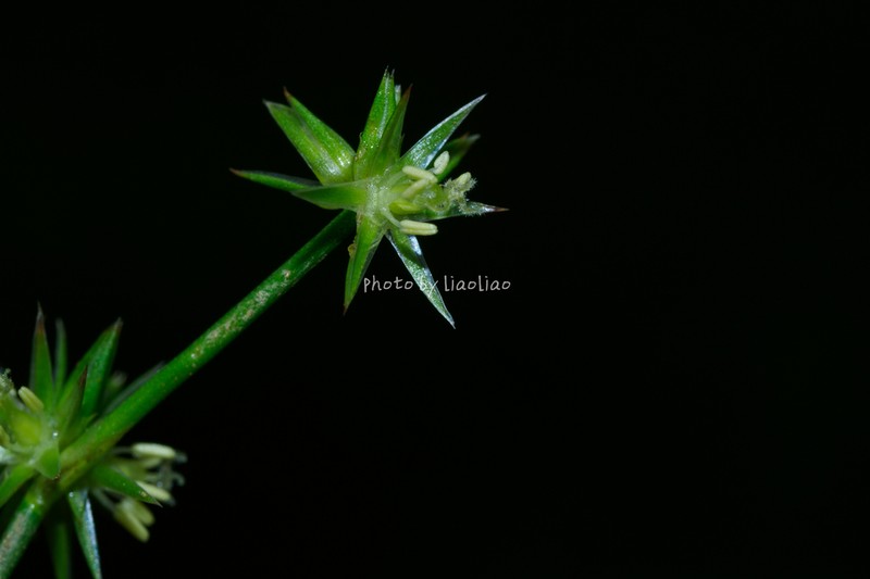 Juncus alatus photo 5