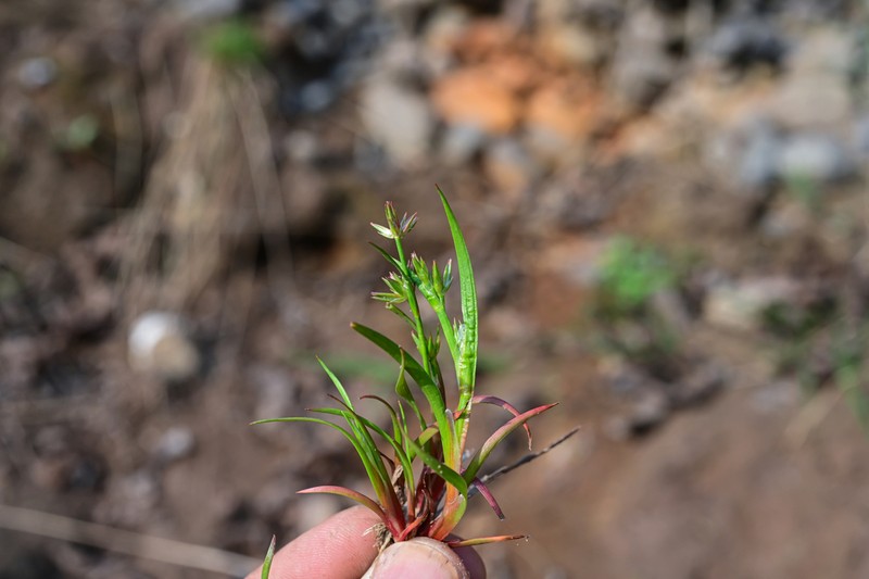 Juncus alatus photo 6