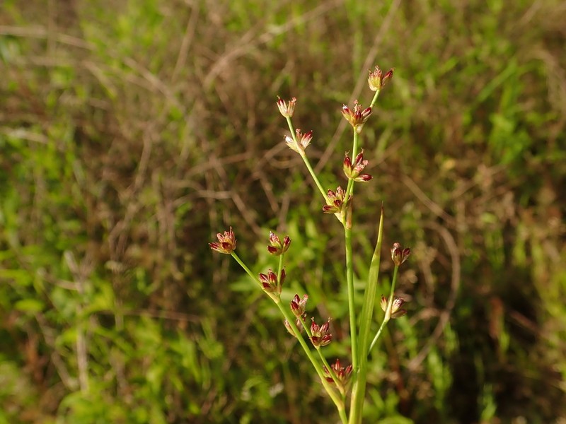 Juncus alatus photo 7