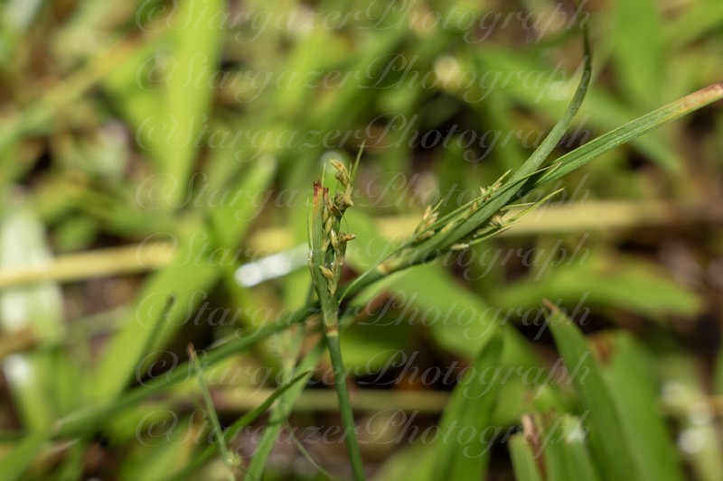 Juncus alatus photo 8