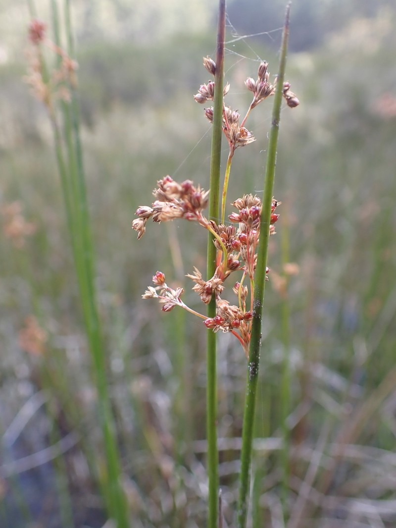 Juncus alexandri