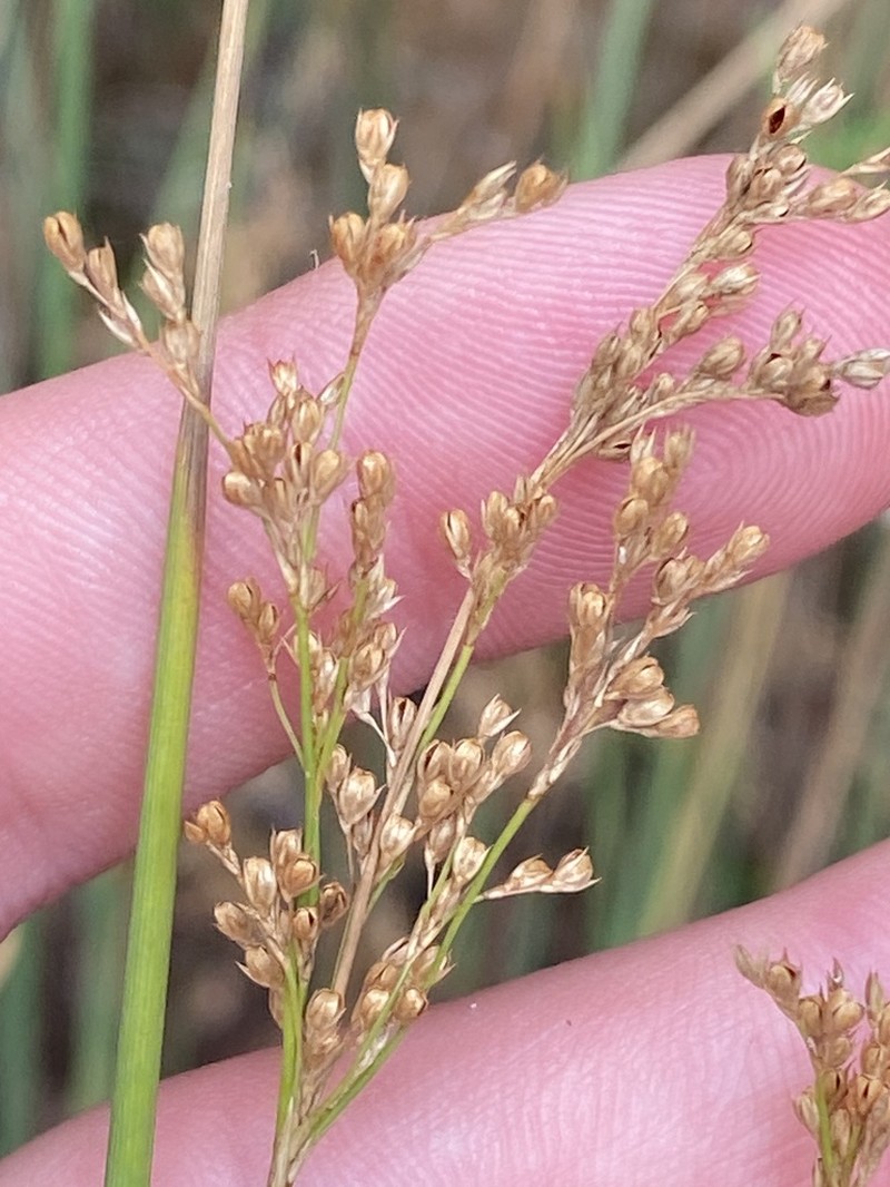 Juncus alexandri photo 2