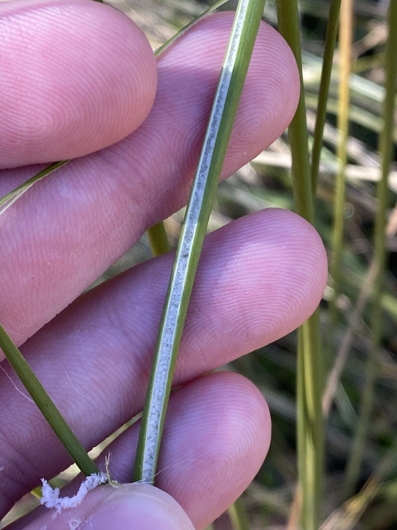 Juncus alexandri photo 3