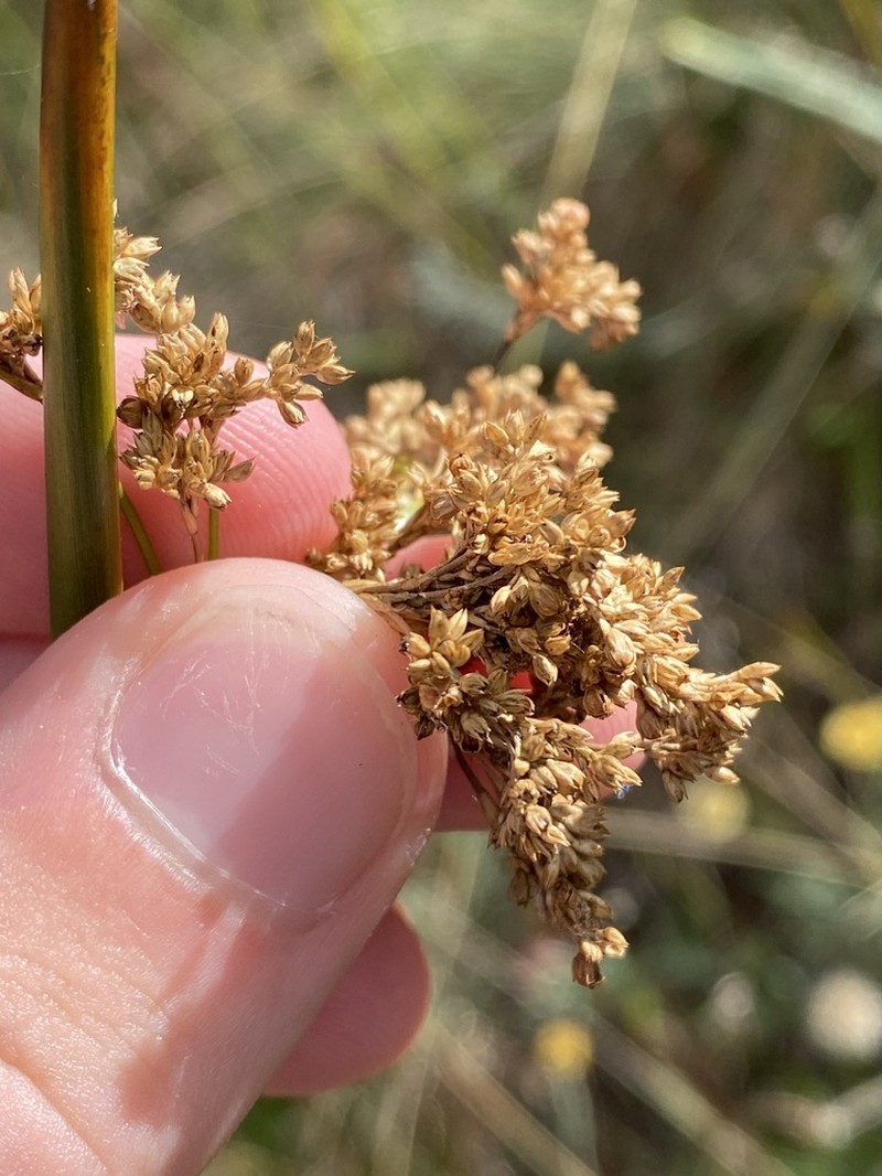 Juncus alexandri photo 4