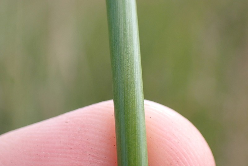 Juncus alexandri photo 5