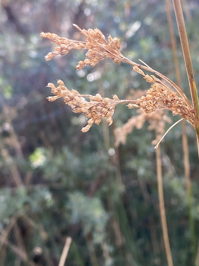 Juncus alexandri photo 6