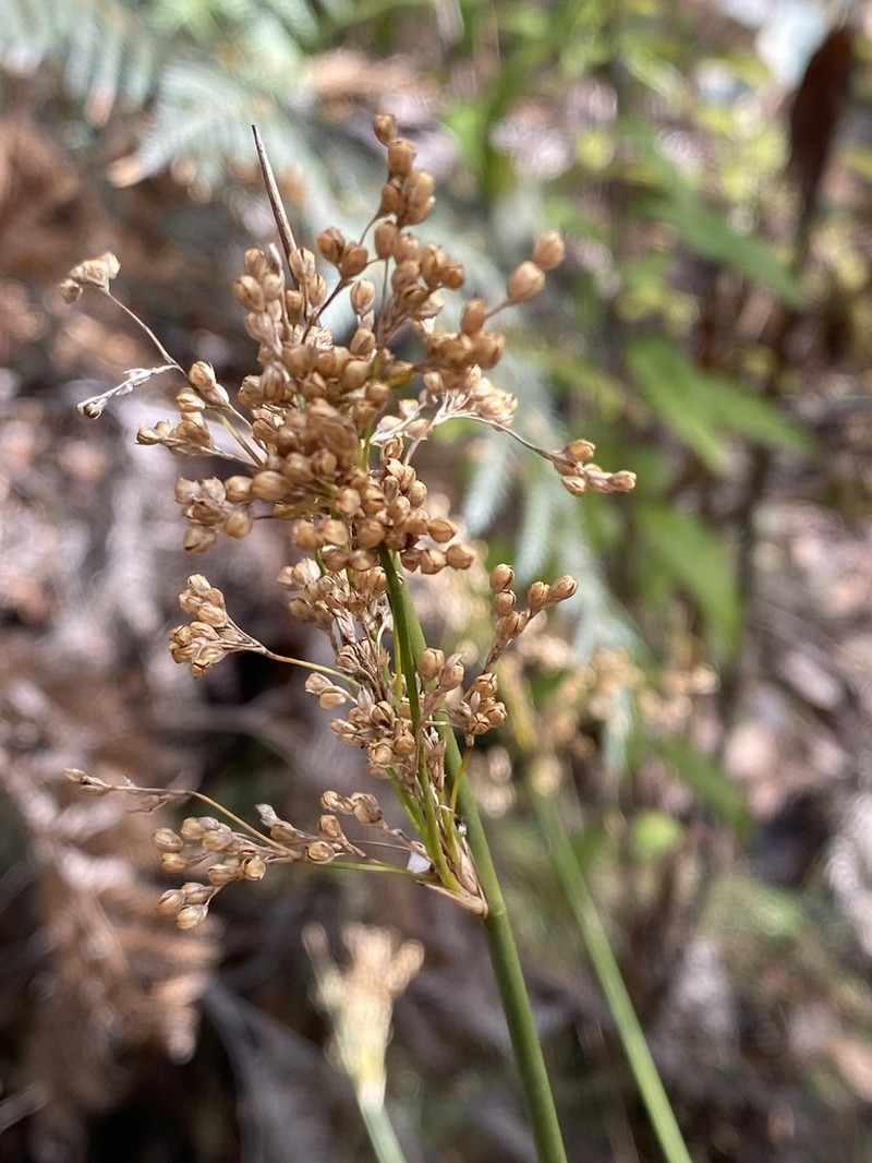 Juncus alexandri photo 7