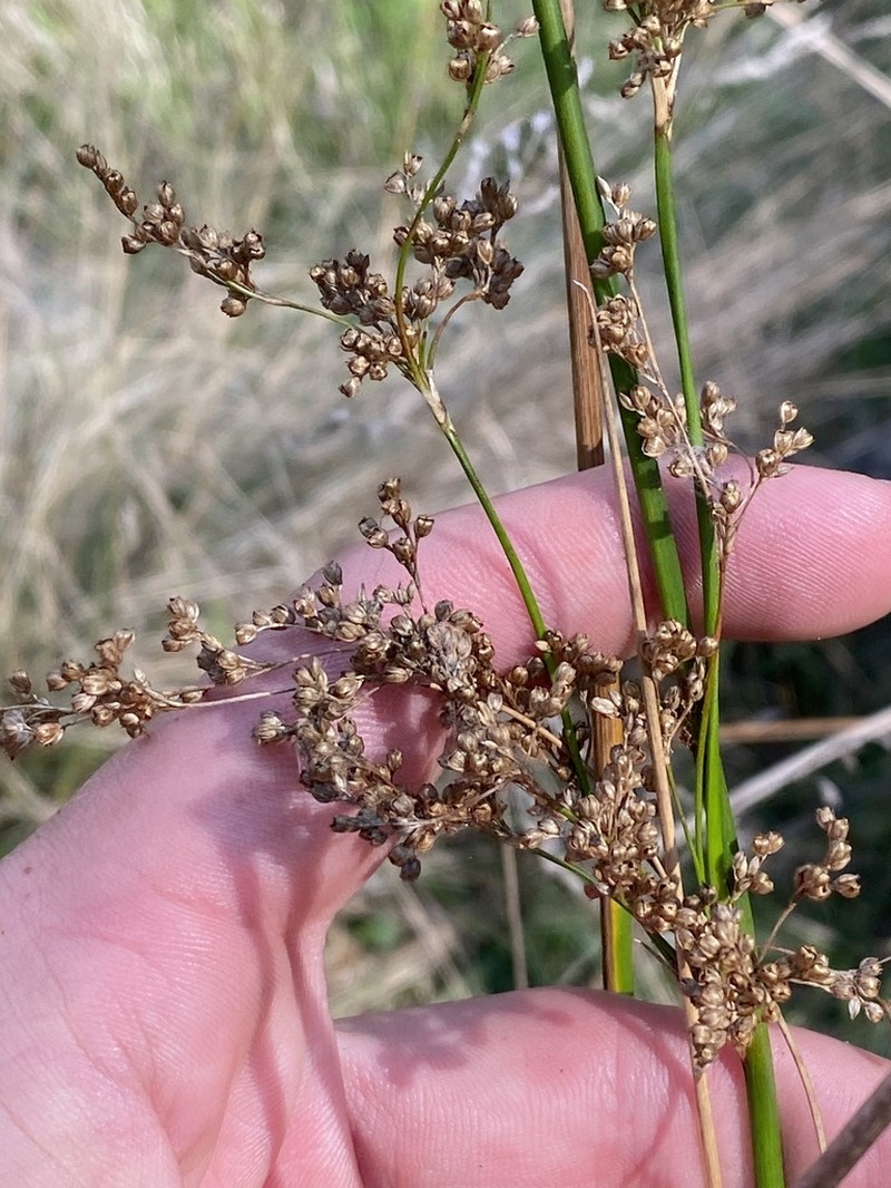 Juncus alexandri photo 8