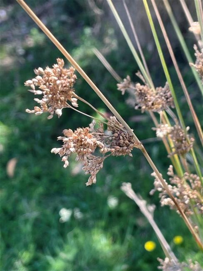 Juncus alexandri subsp. alexandri