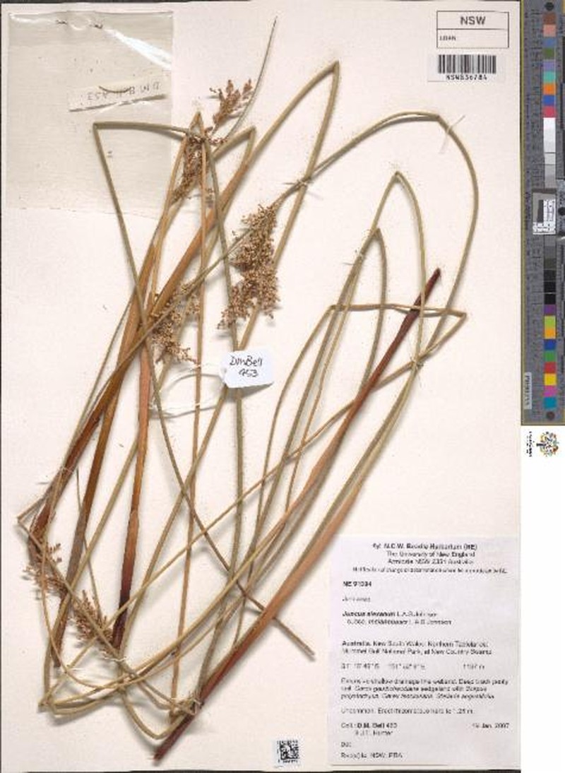 Juncus alexandri subsp. melanobasis