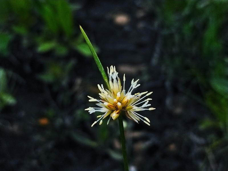 Juncus allioides
