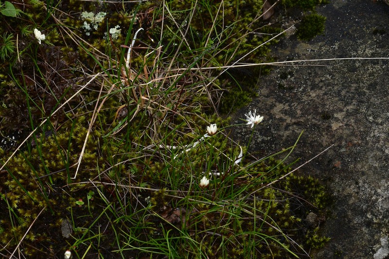 Juncus allioides photo 2