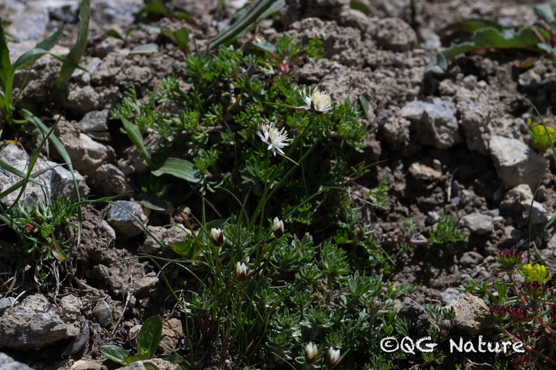 Juncus allioides photo 3