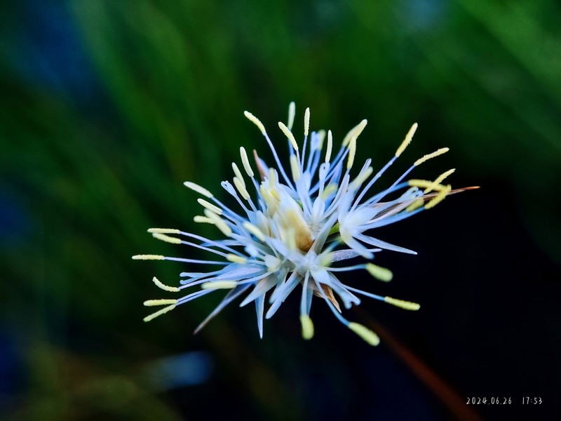 Juncus allioides photo 4