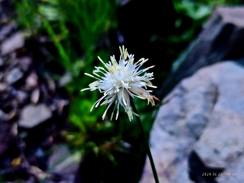 Juncus allioides photo 5