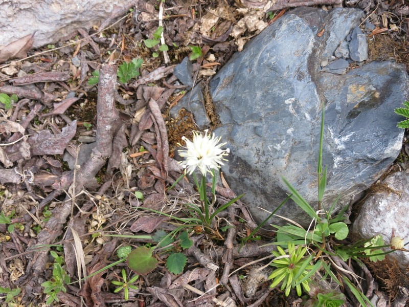Juncus allioides photo 7