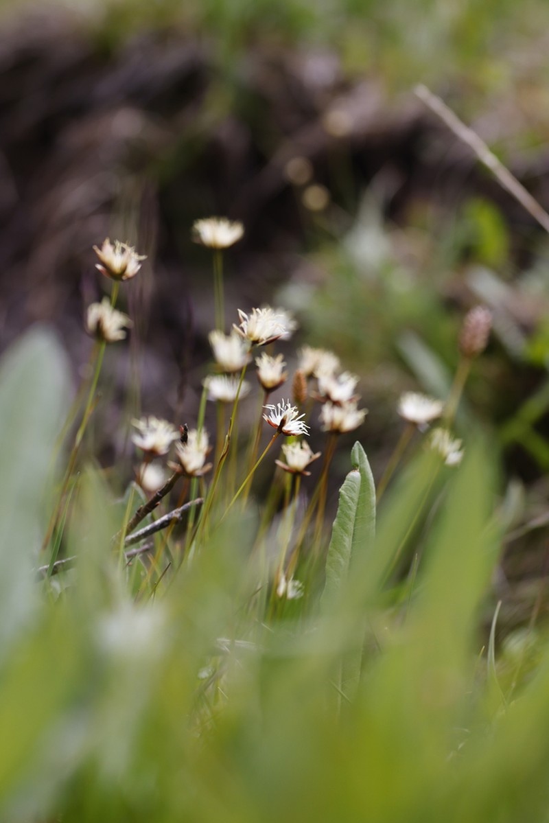 Juncus allioides photo 8