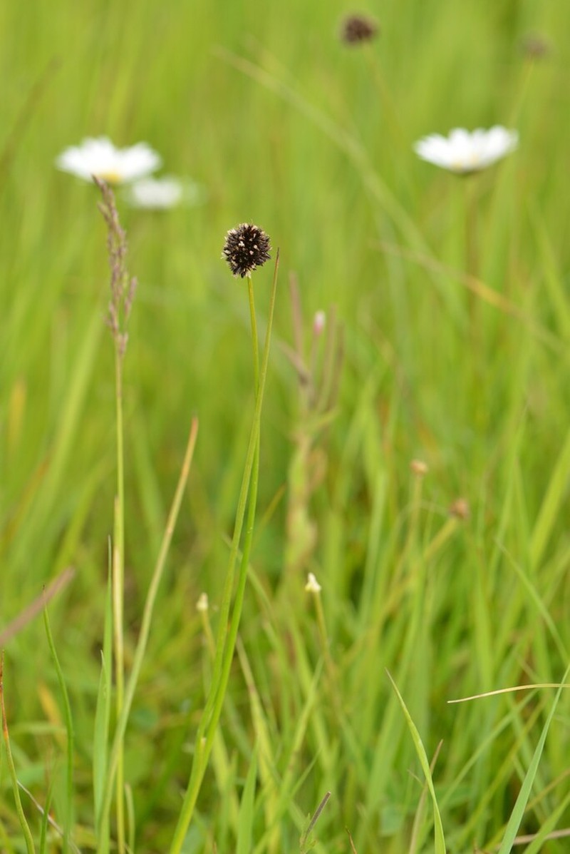 Juncus alpigenus photo 2