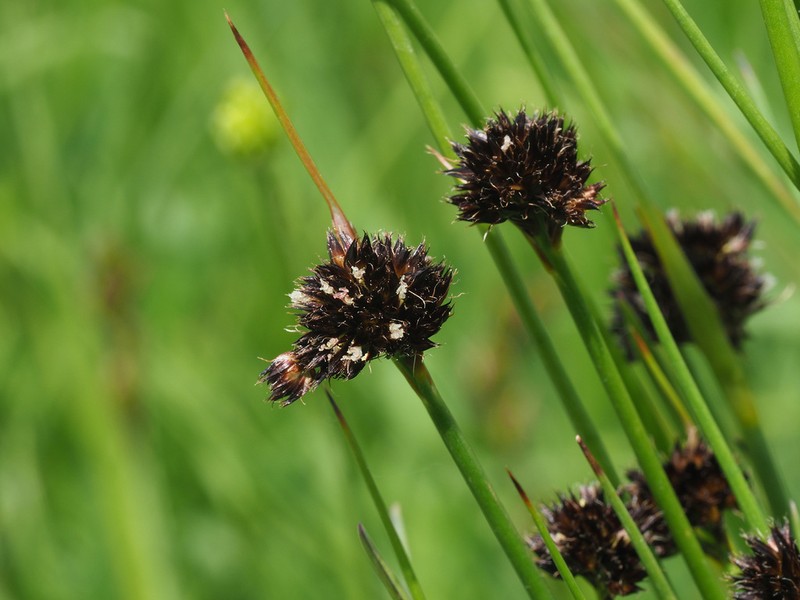 Juncus alpigenus photo 3