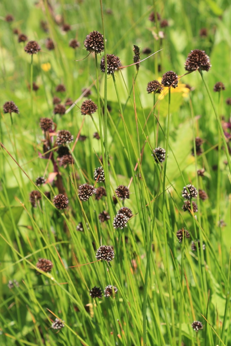 Juncus alpigenus photo 4