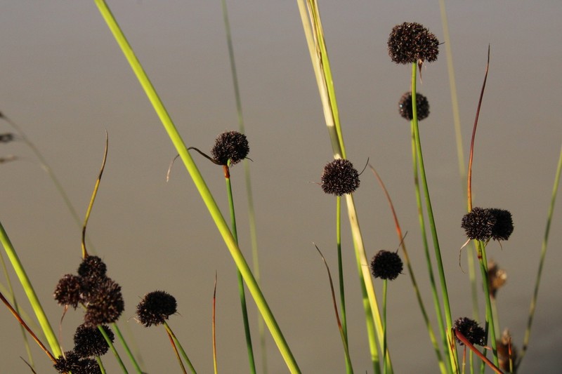 Juncus alpigenus photo 5
