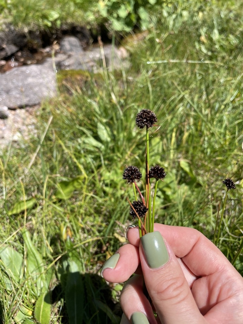 Juncus alpigenus photo 6