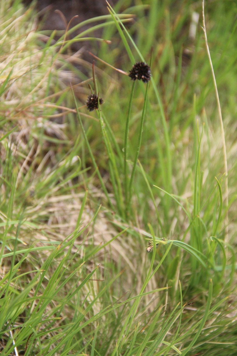 Juncus alpigenus photo 7