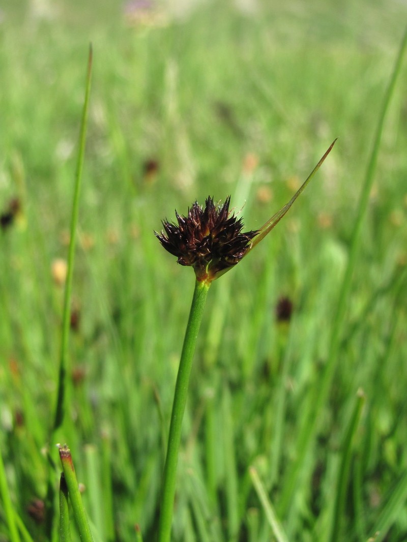 Juncus alpigenus photo 8