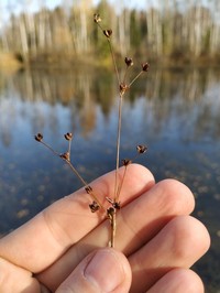 Northern Green Rush