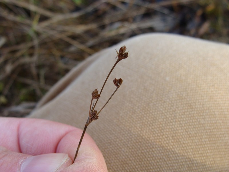 Northern Green Rush photo 3